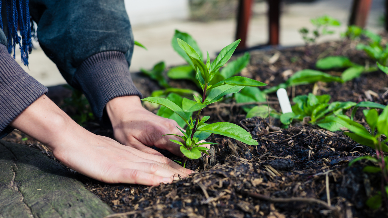 Gardening