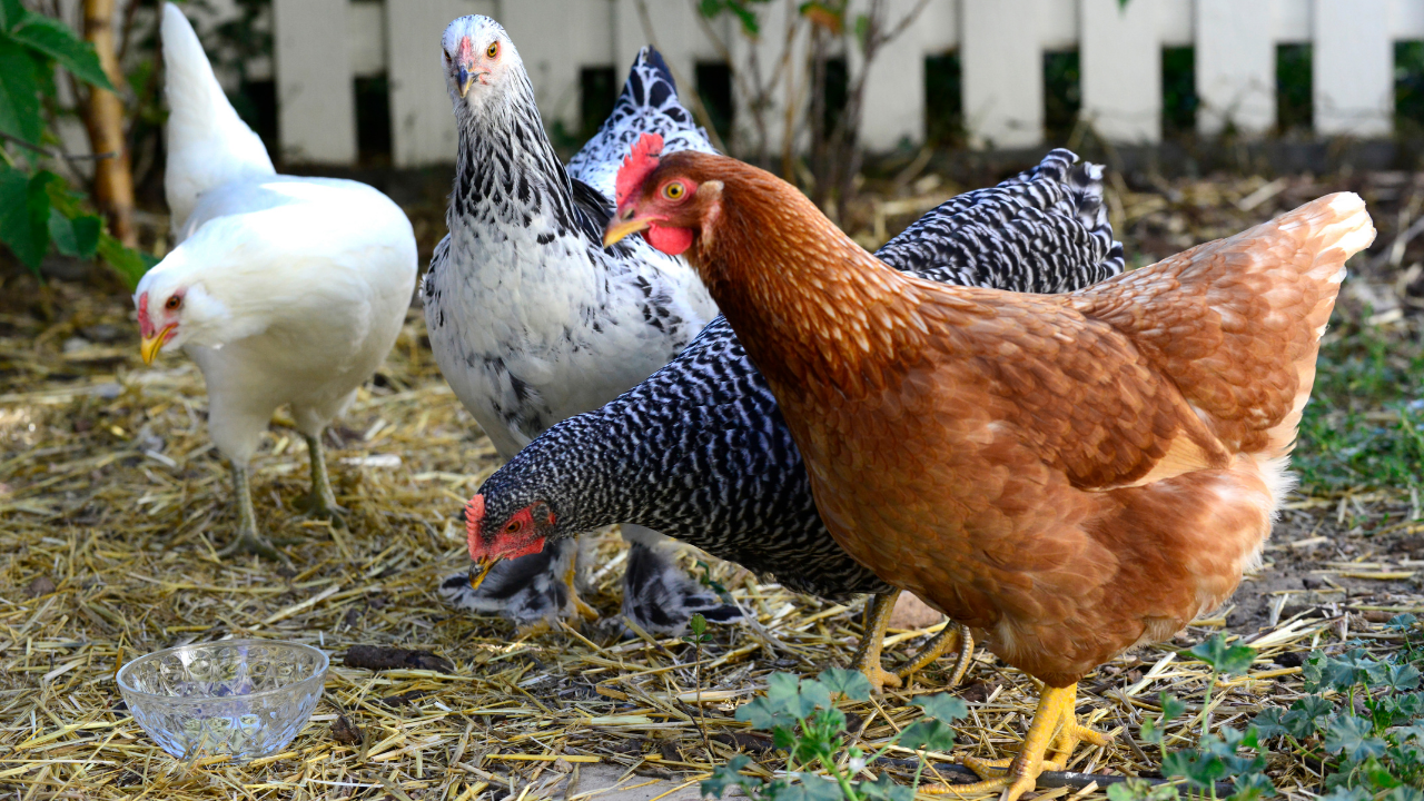Chickens